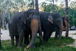 Khao Lak: Halvdagstur med bambusrafting og frokost