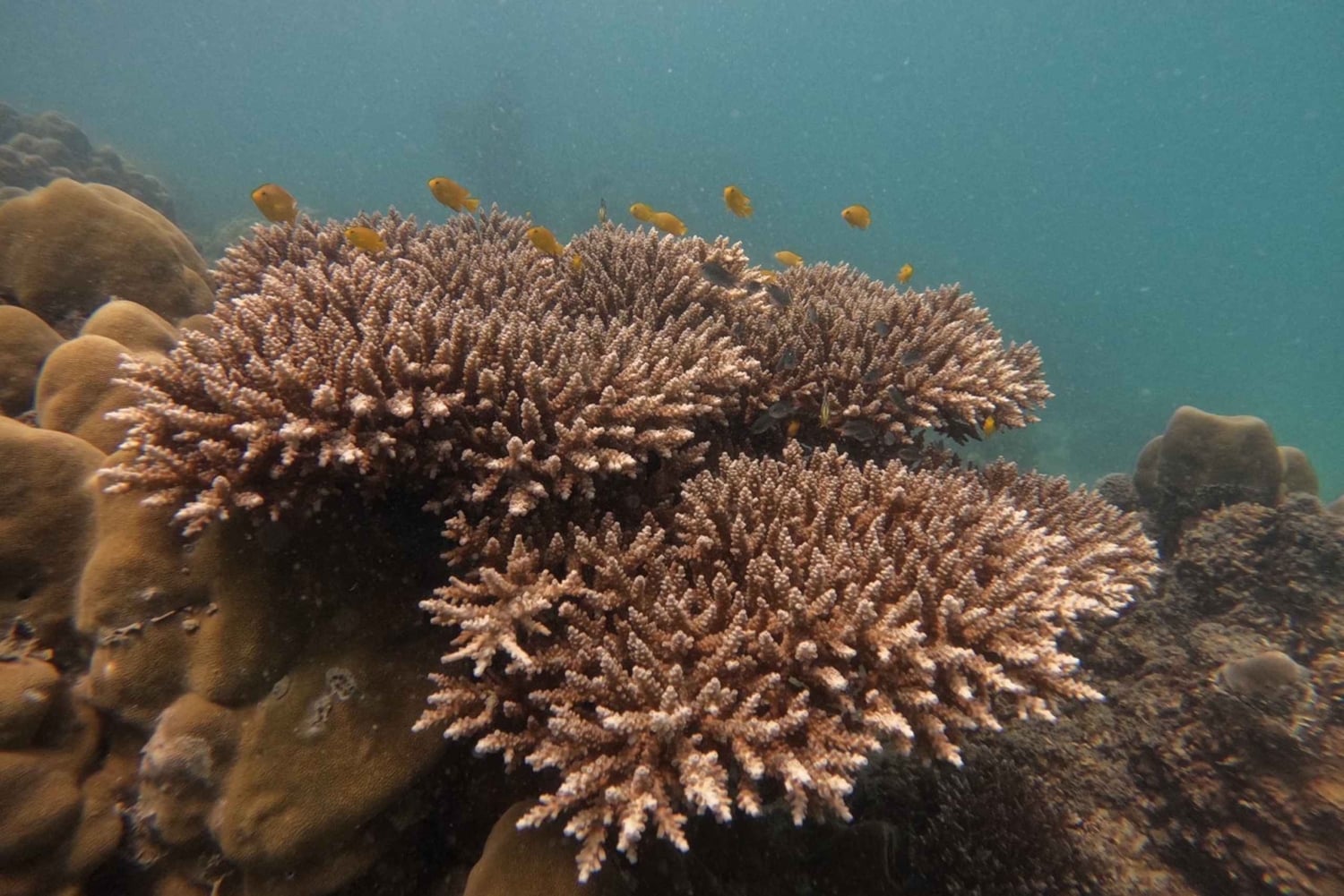 Khao Lak: Phi Phi i Bamboo Island - 1-dniowa wycieczka łodzią motorową