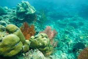 Khao Lak: Phi Phi i Bamboo Island - 1-dniowa wycieczka łodzią motorową