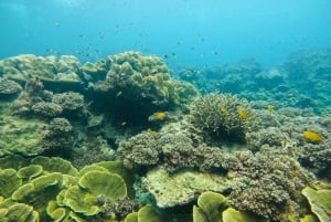 Khao Lak: Phi Phi i Bamboo Island - 1-dniowa wycieczka łodzią motorową