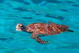 카오락 : 시밀란 제도 스피드 카타마란 프리미엄 모닝