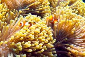 카오락 : 시밀란 제도 스피드 카타마란 프리미엄 모닝