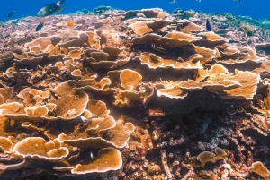 카오락 : 시밀란 제도 스피드 카타마란 프리미엄 모닝