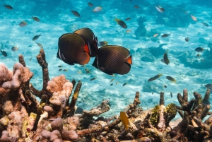 카오락 : 시밀란 제도 스피드 카타마란 프리미엄 모닝