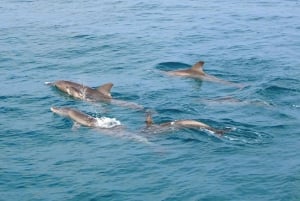 Khao Lak: Schnorcheltour mit dem Schnellboot nach Koh Haa und Koh Rok