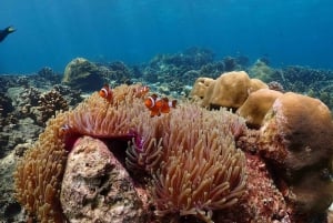 Khao Lak: Schnorcheltour mit dem Schnellboot nach Koh Haa und Koh Rok