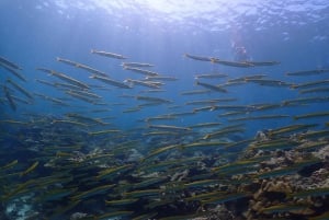 Khao Lak: Schnorcheltour mit dem Schnellboot nach Koh Haa und Koh Rok