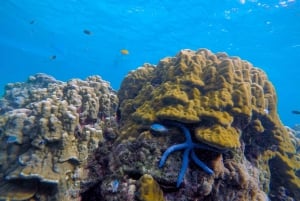 Khao Lak: Schnorcheltour mit dem Schnellboot nach Koh Haa und Koh Rok