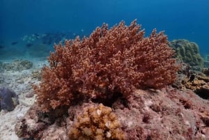 Khao Lak: Schnorcheltour mit dem Schnellboot nach Koh Haa und Koh Rok