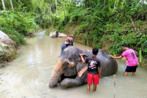 Khaolak: Elephant Sanctuary with Turtle Conservation Center