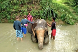 Khaolak: Elephant Sanctuary with Turtle Conservation Center