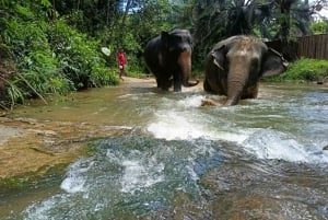 Besuch des ethischen Elefanten-Naturparks Khaolak mit Mittagessen