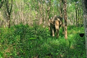 Besuch des ethischen Elefanten-Naturparks Khaolak mit Mittagessen