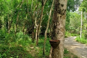 Besuch des ethischen Elefanten-Naturparks Khaolak mit Mittagessen