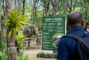 Visita ao Khaolak Ethical Elephant Nature Park com almoço