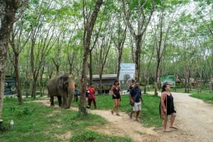 Visita ao Khaolak Ethical Elephant Nature Park com almoço