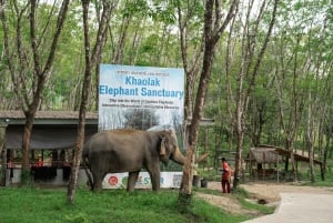 Visita ao Khaolak Ethical Elephant Nature Park com almoço
