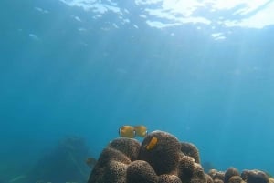 Koh Tao: Premium snorkletur til Koh Nangyuan-buktene med Oxygen