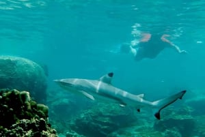 Koh Tao: Premium snorkletur til Koh Nangyuan-buktene med Oxygen