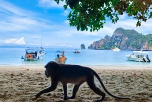 Krabi : Excursion Premium d'une Journée aux Îles Phi Phi avec Déjeuner et Snorkeling