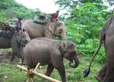 Limestone Lake Rainforest Tours