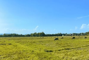 코야오야이의 지역 문화 커뮤니티