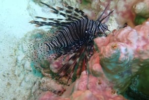 Phuket: Scuba Diving Maithon Island Small Group-Half Day
