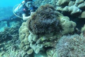 Phuket: Scuba Diving Maithon Island Small Group-Half Day