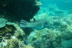Phuket: Scuba Diving Maithon Island Small Group-Half Day