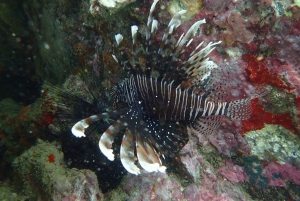 Phuket: Scuba Diving Maithon Island Small Group-Half Day