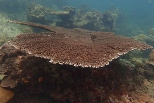 Phuket: Scuba Diving Maithon Island Small Group-Half Day