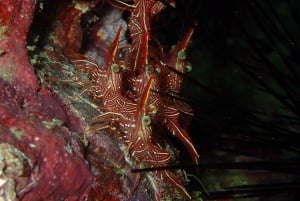 Phuket: Scuba Diving Maithon Island Small Group-Half Day