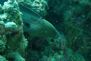 Phuket: Scuba Diving Maithon Island Small Group-Half Day