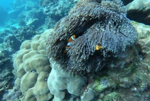 Phuket: Scuba Diving Maithon Island Small Group-Half Day