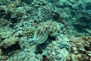 Phuket: Scuba Diving Maithon Island Small Group-Half Day
