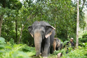 Naithon: Heart to Trunk - A Phuket Elephant Care Experience