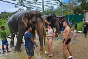 Naithon: Heart to Trunk - A Phuket Elephant Care Experience