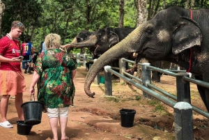Nai Thon: esperienza con gli elefanti a Phuket