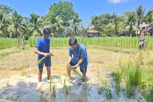 オールド プーケット ファーム チケット - 田舎の地元の生活文化