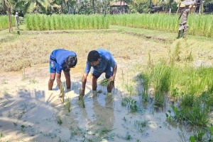 オールド プーケット ファーム チケット - 田舎の地元の生活文化