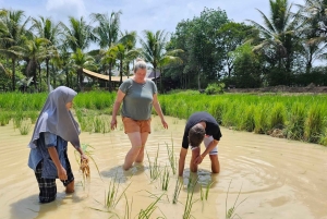 オールド プーケット ファーム チケット - 田舎の地元の生活文化