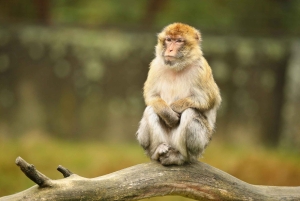 Phi Phi og Bamboo Islands Speedboat Tour med svømmefødder