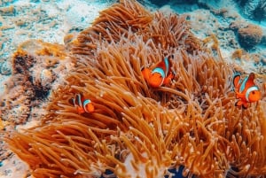 Phuket: Phi Phi Island Premium kryssning med måltid