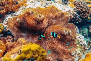 Phuket: Phi Phi Island Premium kryssning med måltid