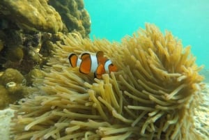 Phi Phi Island Übernachtungspaket 2 Tage, 1 Nacht und Aktivitäten