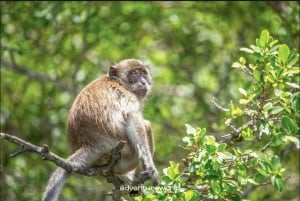 Phi Phi Island Übernachtungspaket 2 Tage, 1 Nacht und Aktivitäten