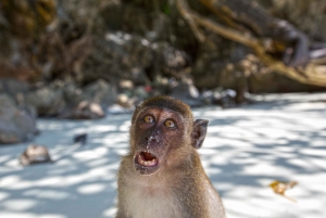 From Phuket Or Khao Lak: Phi Phi Islands Early Bird Tour