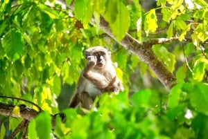 Ilhas Phi Phi, Maya e Khai: Viagem de 1 dia para mergulho com snorkel saindo de Phuket