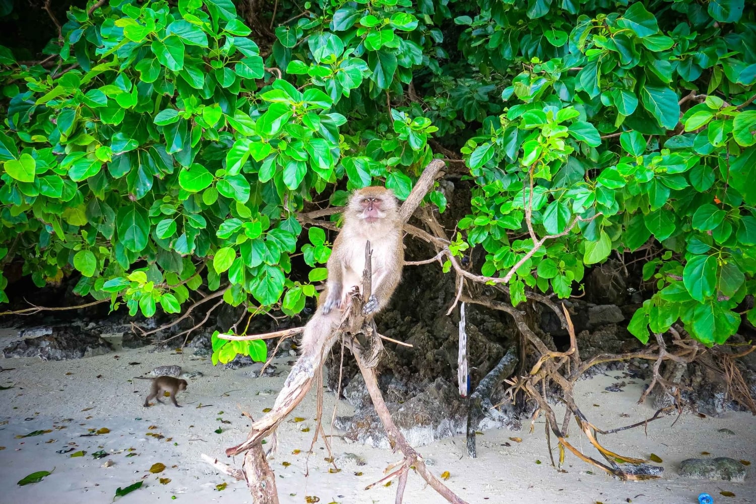 Phuket: 10:00 tur till Phi Phi & Bamboo Island med speedboat