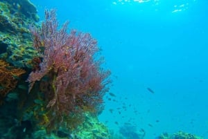 Phuket: 10:00 tur till Phi Phi & Bamboo Island med speedboat